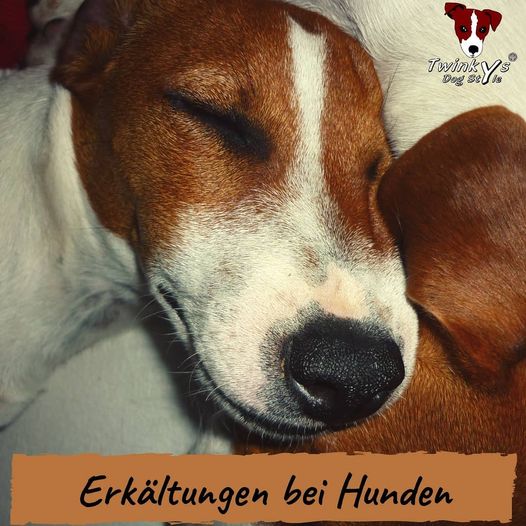 Erkältung-beim-Hund-Magazin Erkältung-beim-Hund-Magazin