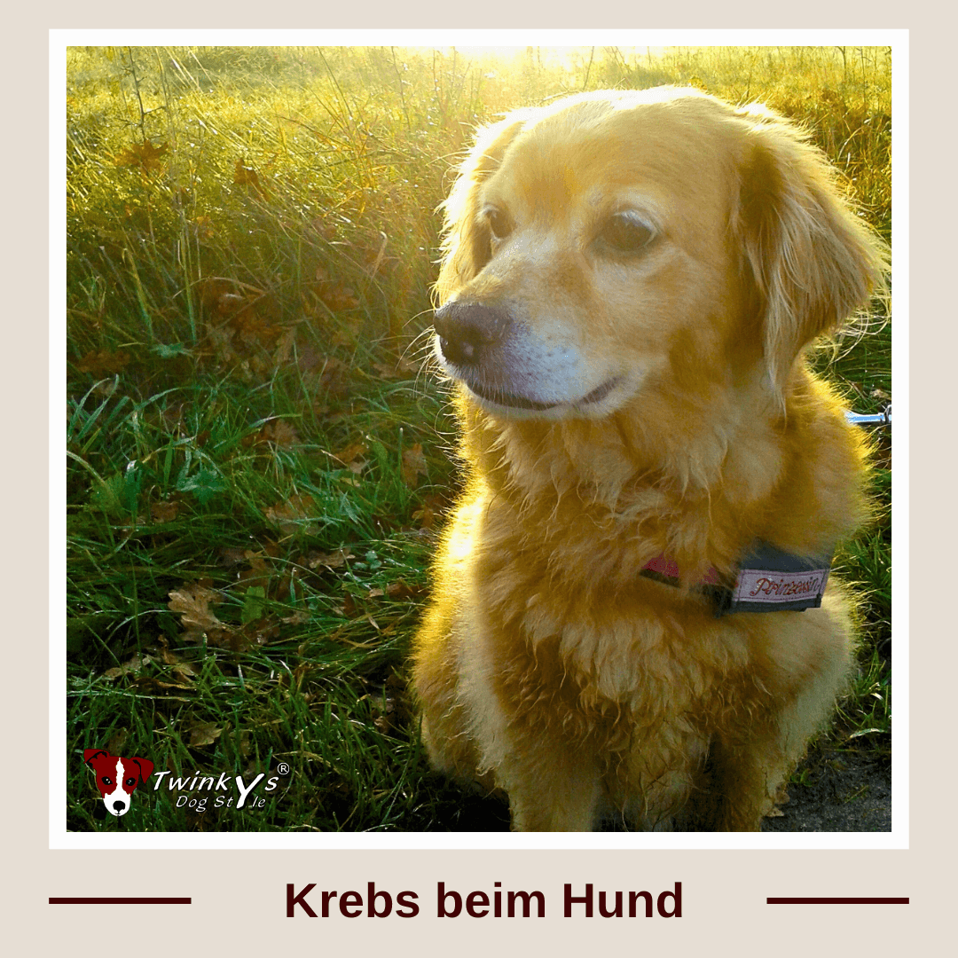 Ein Hund mit hellem Fell, welcher auf einer Wiese sitzt von hinten von der Sonne angestrahlt wird. Titelbild zu einem Magazinartikel, welcher sich mit Krebs bei Hunden beschäftigt.